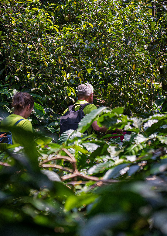 Espressone Indien Tribal Coffee Plantage