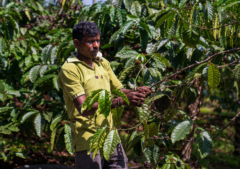 Espressone Indien Tribal Coffee Plantage Ernte